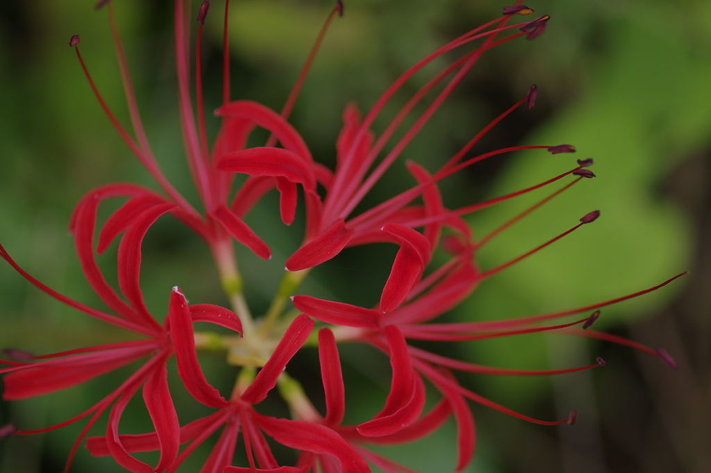 CLOSE UP OF RED FLOWER