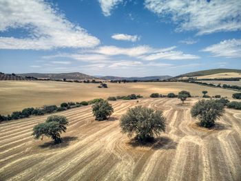 Scenic view of agricultural field against sky