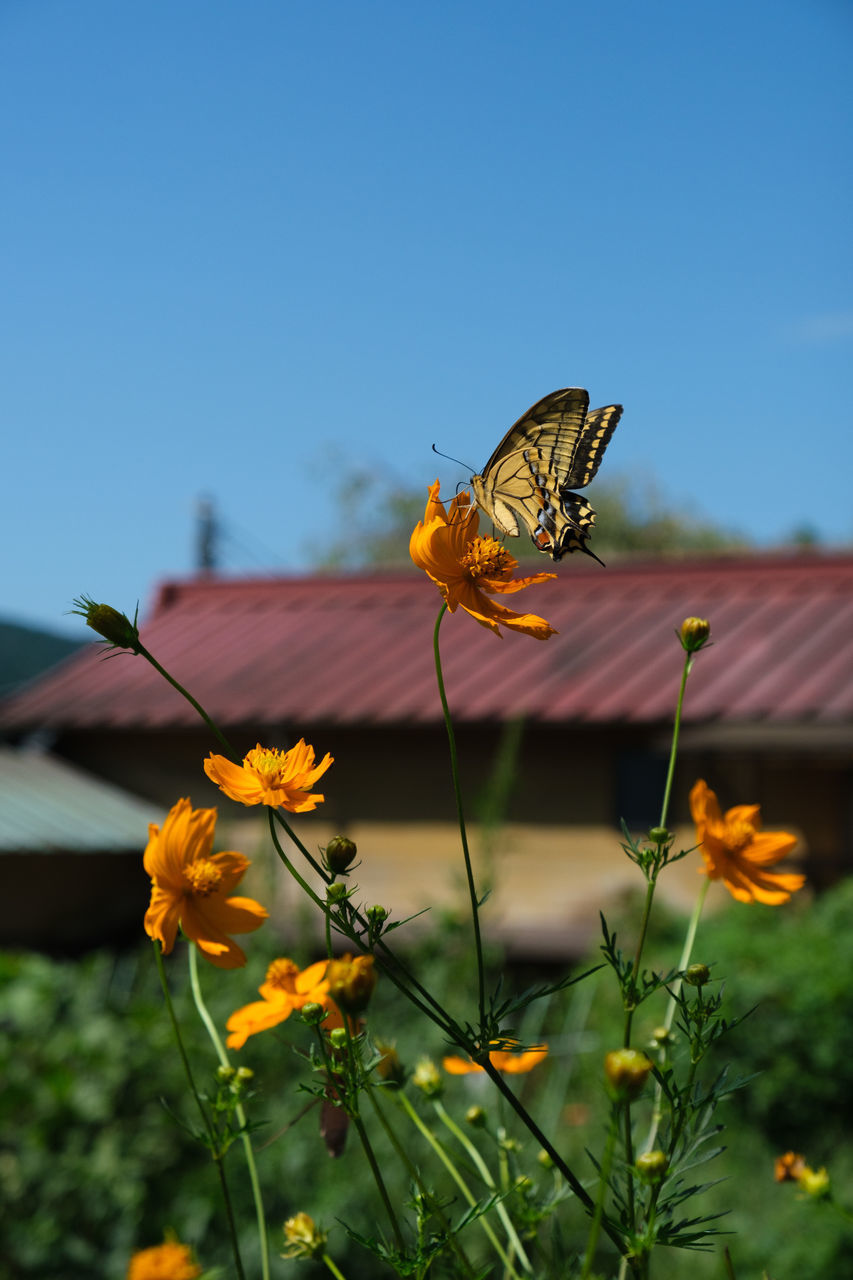 CLOSE-UP OF BUTTERFLY POLLINATING FLOWER