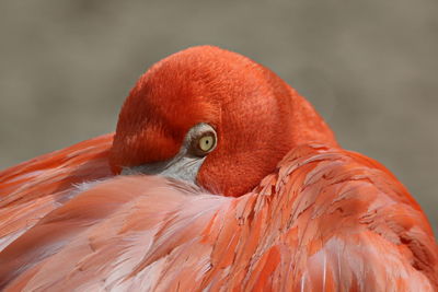 Close-up of a flamingo