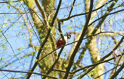 Low angle view of bird perching on tree