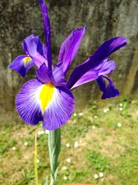 Close-up of purple flowers blooming