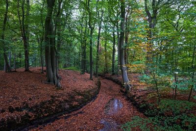 Trees growing in forest during autumn