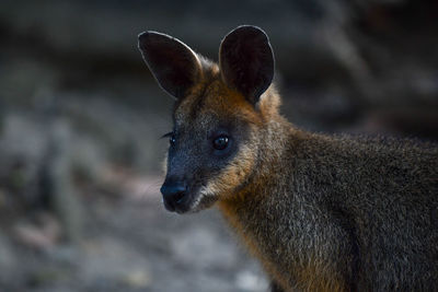 Close up of animal looking away