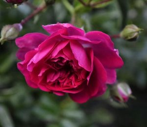 Close-up of pink flower