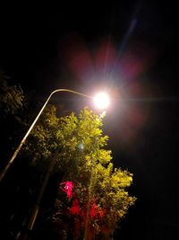 Low angle view of flowering plants against sky