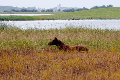 Horse in a field