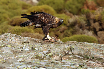 Bird perching on rock