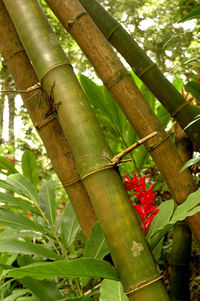 Close-up of bamboo tree