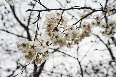 Close-up of white cherry blossoms in spring