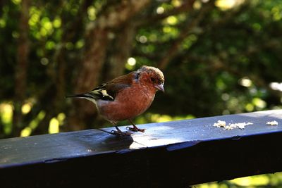 Close-up of bird perching on wood