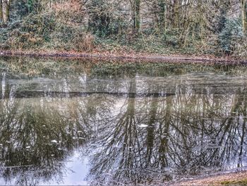 Reflection of trees in lake