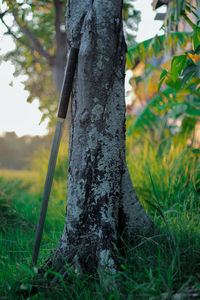 Close-up of tree trunk on field