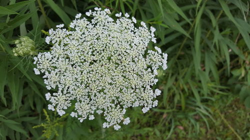 Close-up of flowers growing in field