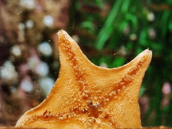 Close-up of wet starfish
