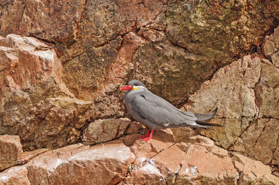 Bird perching on rock