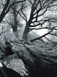 Close-up of bare tree in winter