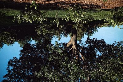 Low angle view of tree by lake against sky