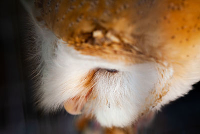 Face of a lovely common barn owl, tyto alba, in close up