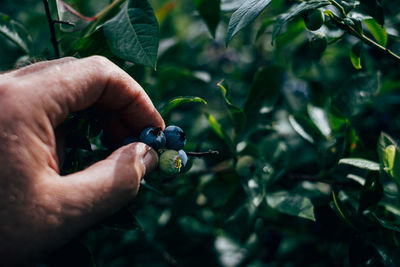 Close up of hand holding fruit in front of plant