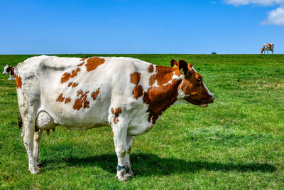 Cow standing on field against sky