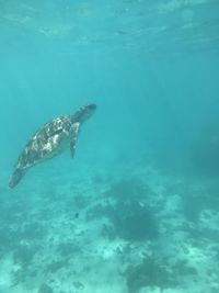 Fish swimming in sea