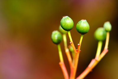 Close-up of green buds on plant