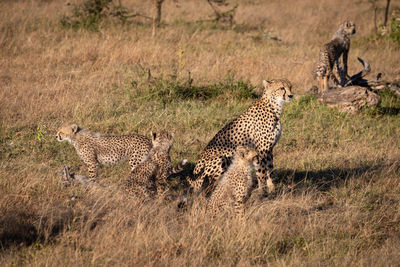 Cheetah on field in zoo