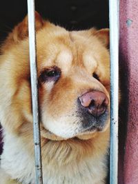 Close-up portrait of a dog