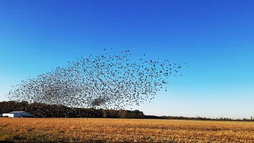 Flock of birds against clear blue sky