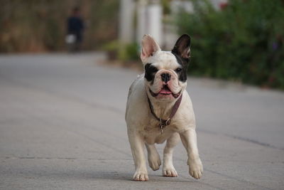 Portrait of a dog on footpath