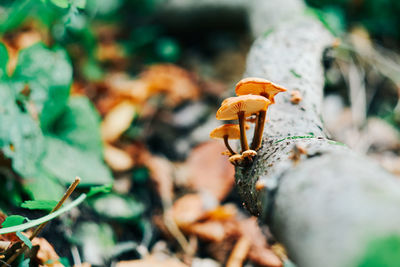 Close-up of mushroom