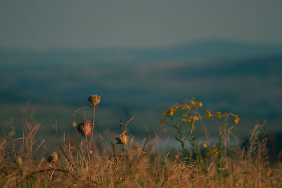 Close-up of flowering plants on field against sky