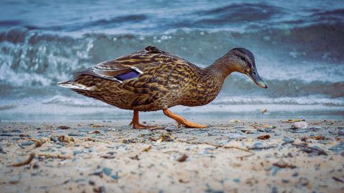 Side view of a bird on beach