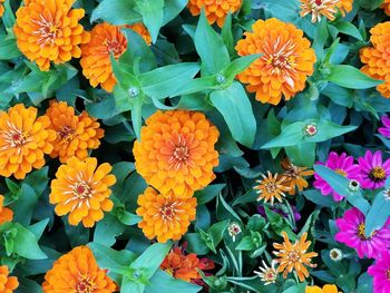 Full frame shot of flowering plants