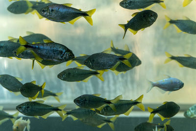 Close-up of fishes swimming in aquarius