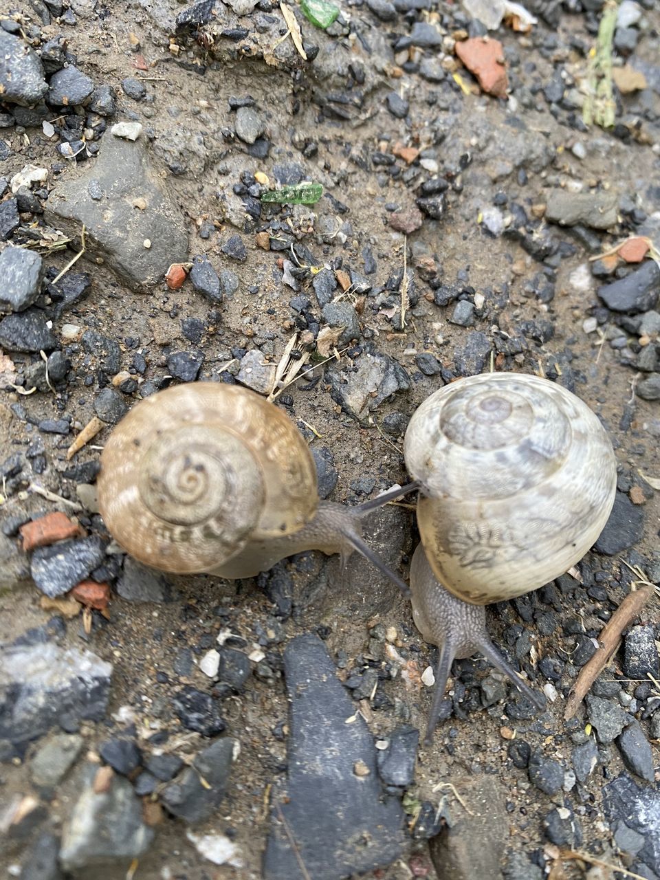 HIGH ANGLE VIEW OF SNAIL ON GROUND