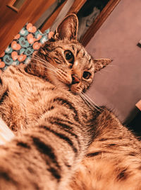 Close-up portrait of a cat