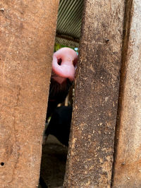 Close-up of a big nose 