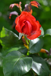 Close-up of red rose