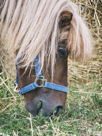 Close-up of a horse on field