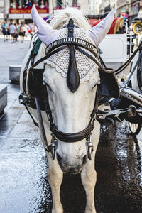 View of horse cart on street