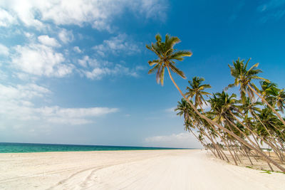 Palm trees at beach against blue sky