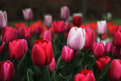 Close-up of pink tulips in park
