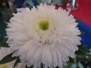 Close-up of white daisy flower