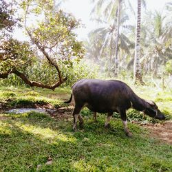 Horse grazing on field