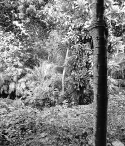 Bamboo trees in forest