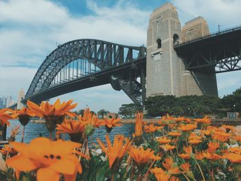 Close-up of fresh orange flowers against sydney harbor bridge