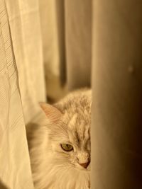 Close-up portrait of a cat at home