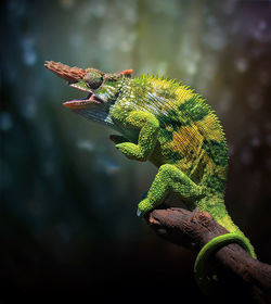 Close-up of lizard on tree